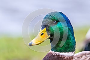 Male mallard duck. Detail of green head from a side, portrait