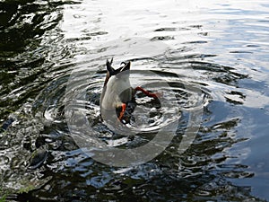 Male mallard duck dives into pond