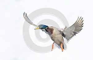 A male mallard duck drake in flight over the Ottawa river in Canada