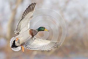 A male mallard duck drake in flight over the Ottawa river in Canada