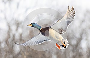 A male mallard duck drake in flight over the Ottawa river in Canada