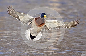 Male mallard duck drake in flight over the Ottawa river in Canada