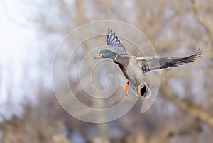 Male mallard duck drake in flight over the Ottawa river in Canada