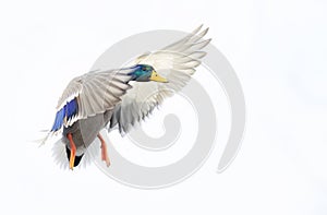 Male mallard duck drake in flight over the Ottawa river in Canada