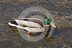 Male mallard duck, drake, swiming in pond