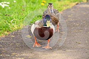Male Mallard Duck Female and male Ducks