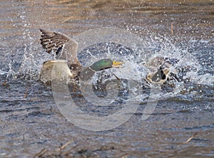 Male mallard duck fighting at lakeside