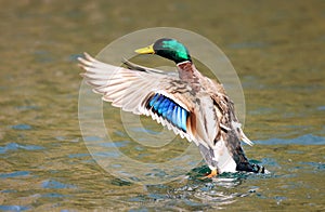Male mallard duck in a flap