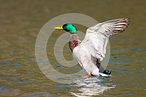 Male mallard duck in a flap