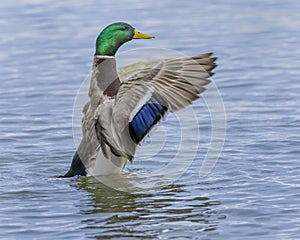 Male Mallard Duck Flapping His Wings photo