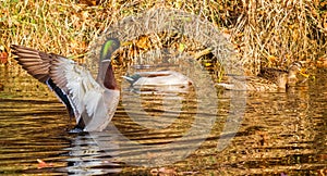 Male mallard duck flapping his wings with other mallards nearby