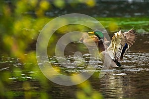 A male Mallard duck flapping its wings
