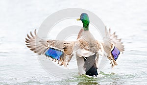 Male mallard duck flapping its wings while bathing in the river