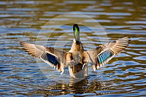 Male mallard duck flapping its wings in the early morning light