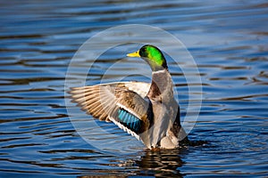 Male mallard duck flapping its wings in the early morning light