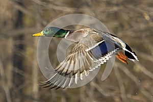 Male Mallard Duck In Flight