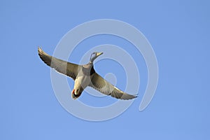 Male mallard duck in flight