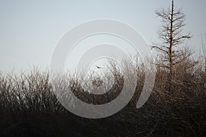 Male Mallard Duck in Flight