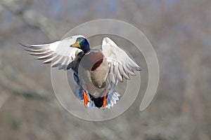 Male Mallard Duck in Flight in Fall