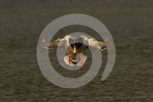Male Mallard duck in flight landing towards camera
