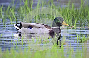 Male mallard duck floating on the water