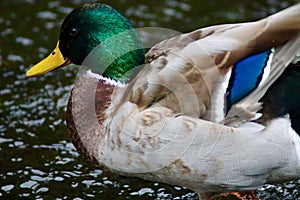A male mallard duck fluffing its feathers