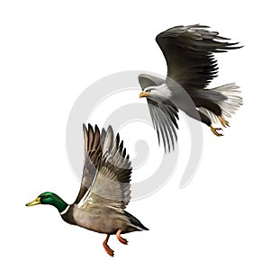 Male Mallard Duck Flying. illustration of american