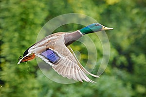 Male Mallard duck flying in nature