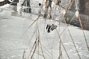 The male mallard duck is flying over a flock of ducks the flight