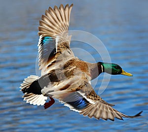 Male Mallard Duck Flying Over Water
