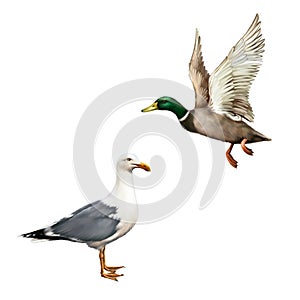 Male Mallard Duck Flying, white bird seagull