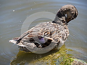 Male mallard duck with glossy green head and blue speculum on the wings plucking its feathers