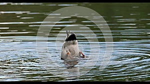 A male mallard duck going bottoms up for food in a pond