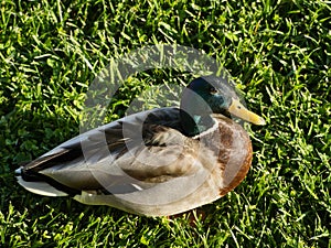 Male mallard duck on grass tilting head and looking up photo