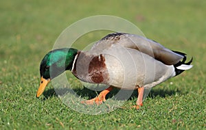 male mallard duck grazing on grass