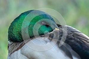 Male mallard duck with green shiny head