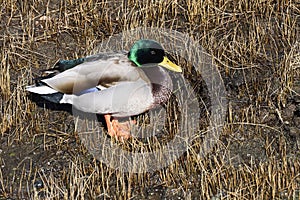 A male mallard duck with his brilliant green head standing amongst the dried grasses in a wetland