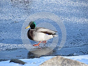 Male Mallard duck on ice