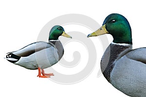 male mallard duck isolated on white background