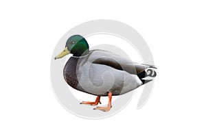 male mallard duck isolated on white background