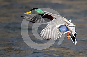 Mallard Duck Landing on the Cool Water