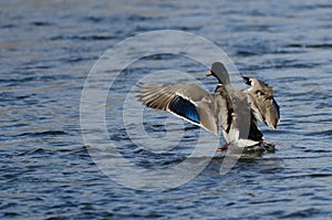 Mallard Duck Landing on the Cool Water