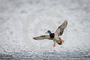 Male mallard duck landing on the surface of a pond, wings outstretched