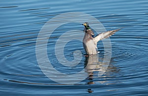 Male mallard duck landing in the water