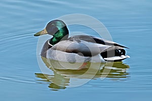 Male Mallard Duck in Longmont, Colorado at McIntosh Lake photo