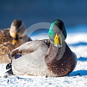 Male mallard duck, lying on the snow at sunrise