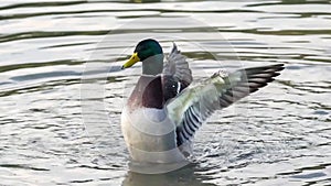 Male Mallard duck male Anus platyrhynchos