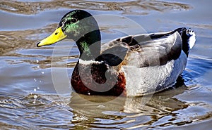 Male Mallard Duck at Medi Park, Amarillo Texas photo