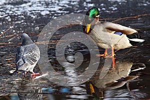 Male mallard duck and pigeon