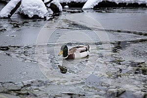 Male mallard duck playing, floating and squawking on winter ice frozen city park pond